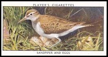 33 Sandpiper and Eggs